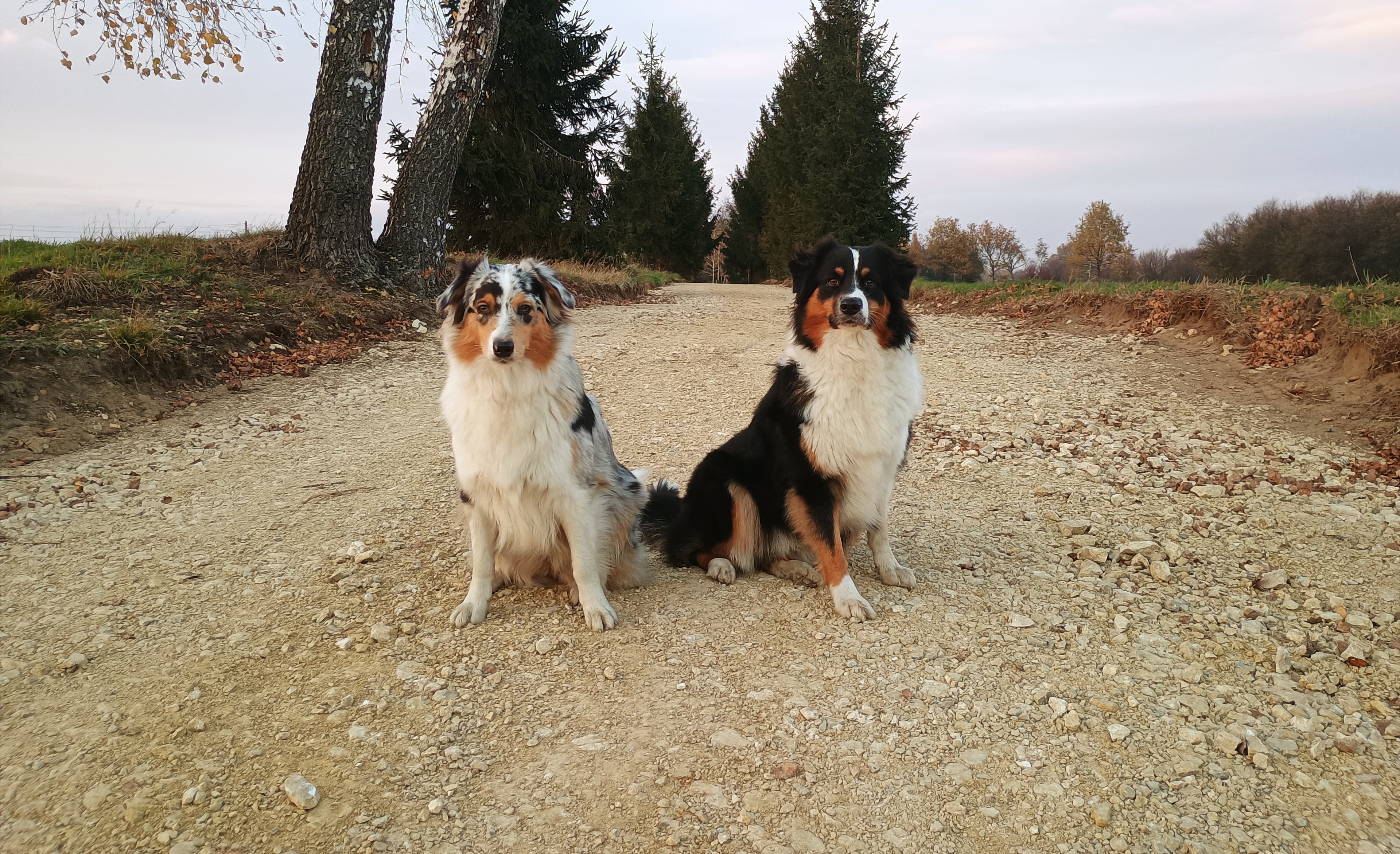 Rell i Vex siedzące na drodze